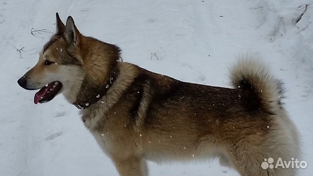 Восточносибирская лайка лайки. Среднеазиатская лайка. Сибирская лайка хаски. Западно сибирская лайка. Восточносибирская лайка.
