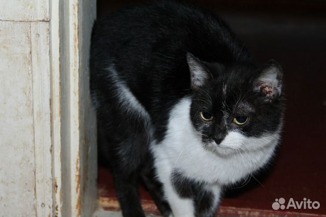 Котенок девочка стерилизованна привита Котенок девочка стерилизованна привита