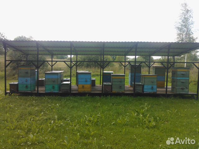 Пчелопакеты, неплодные матки пчел Бакфаст купить на Зозу.ру - фотография № 3