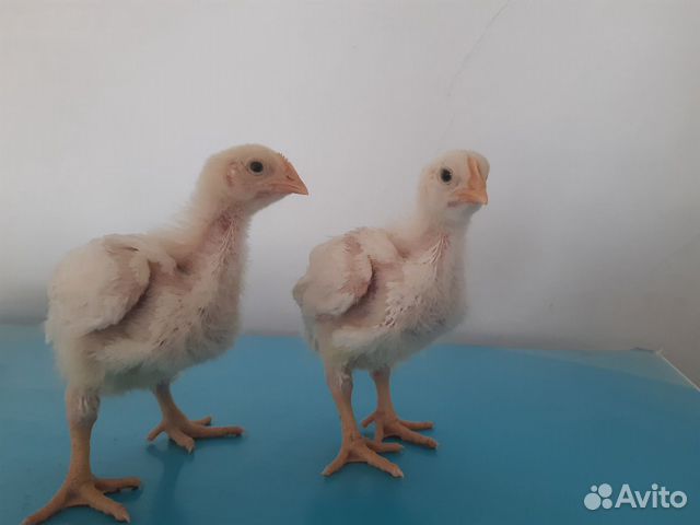 Цыплята бройлерные купить на Зозу.ру - фотография № 2