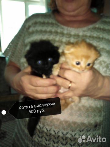 Котята вислоухие купить на Зозу.ру - фотография № 1