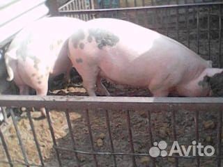Продажа свиней купить на Зозу.ру - фотография № 2
