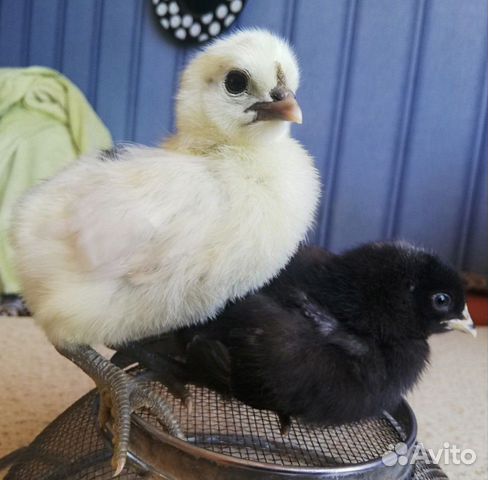 Цыплята с голубым яйцом купить на Зозу.ру - фотография № 2