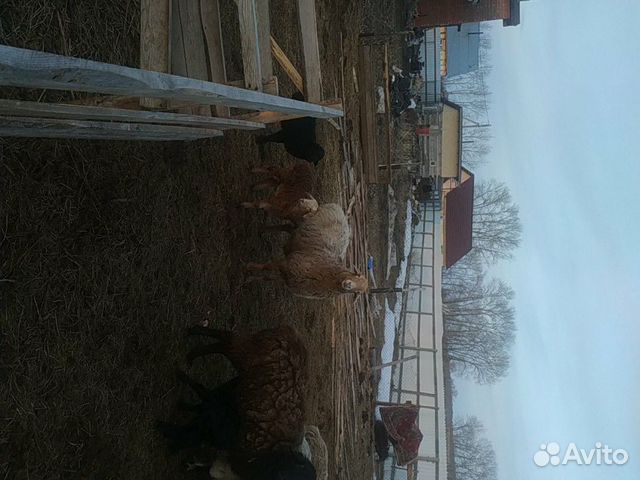Оптом продаю чисто эдельбаевских овечек 2 барана п купить на Зозу.ру - фотография № 5