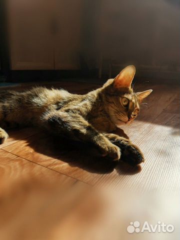 Кошка Хлоя в добрые руки купить на Зозу.ру - фотография № 3