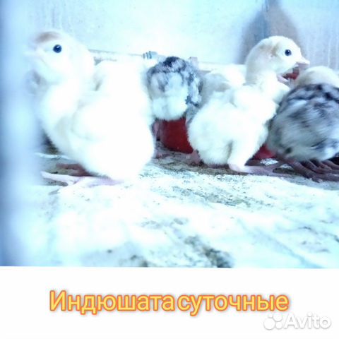 Цыплята бройлерные, индюшата, гусята купить на Зозу.ру - фотография № 4
