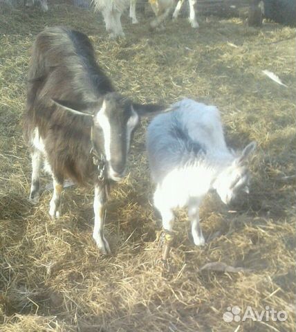 Очень добрый козёл 3 года, козы, козлята на мясо купить на Зозу.ру - фотография № 5