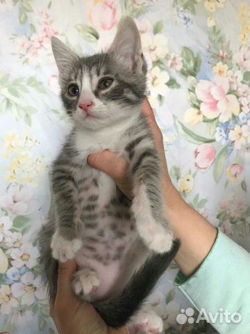 Котенок 2 месяца в добрые руки купить на Зозу.ру - фотография № 1