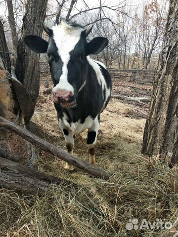 Корова Телка купить на Зозу.ру - фотография № 3