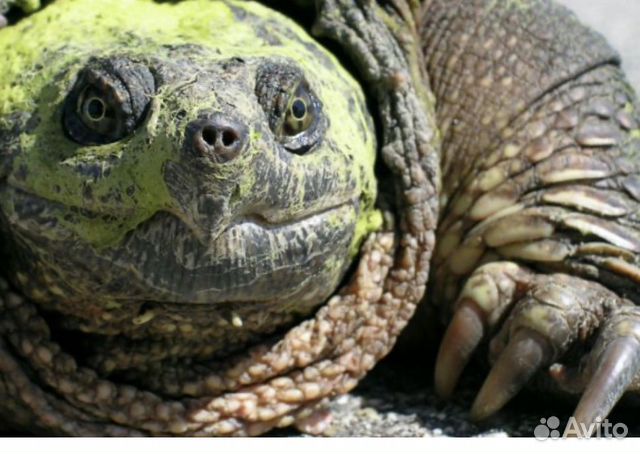 Персидская ковровая черепаха Алёна купить на Зозу.ру - фотография № 1