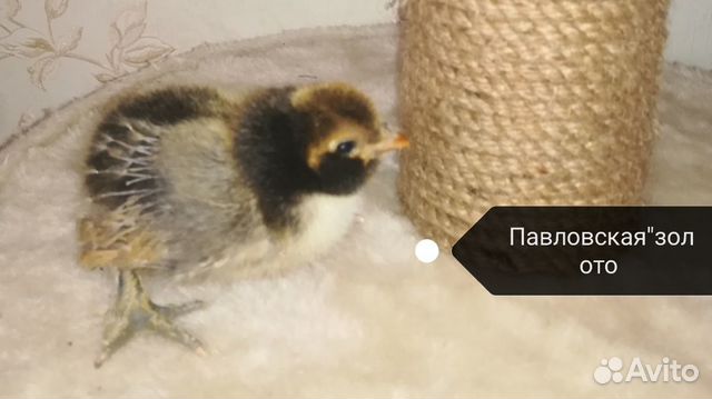 Цыплят"Курчавая", "Шёлковая" купить на Зозу.ру - фотография № 3