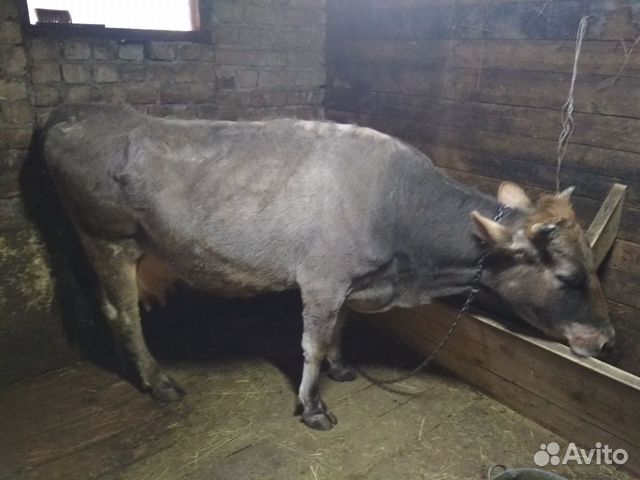 Корова и телята купить на Зозу.ру - фотография № 1
