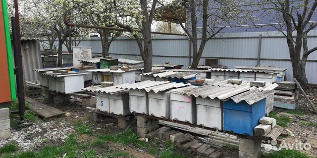 Пчелосемьи Карпатка, вместе с ульями купить на Зозу.ру - фотография № 1