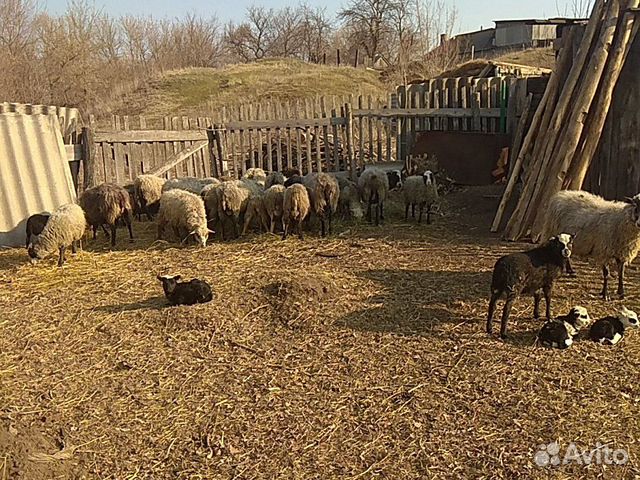 Романовские овцы, бараны купить на Зозу.ру - фотография № 3