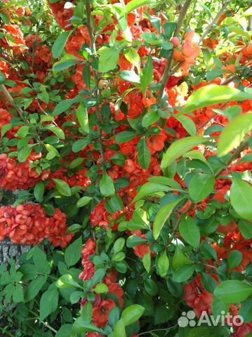 Продажа садовых растений