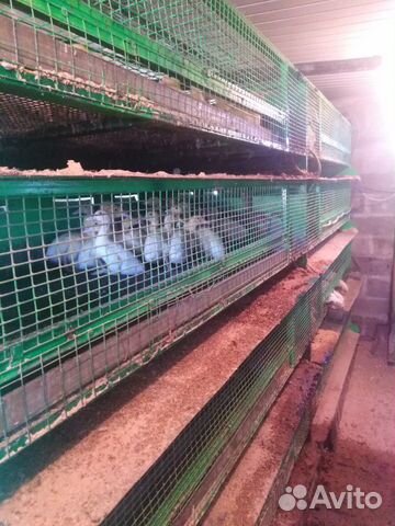 Мулард Подрощенный. Утята