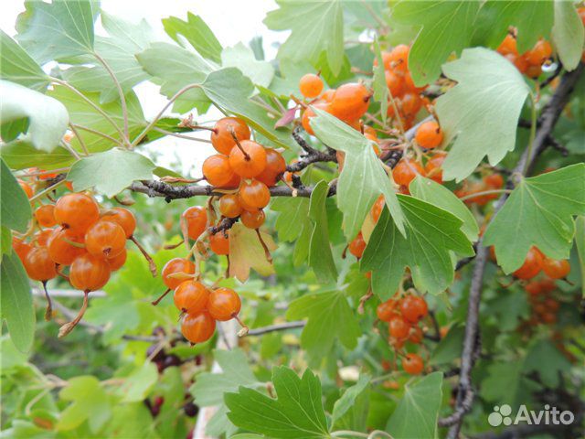 Оранжевая смородина фото и описание