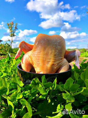 Мясо кур домашних Мясо кур домашних