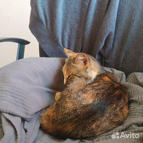 Кошка в добрые руки