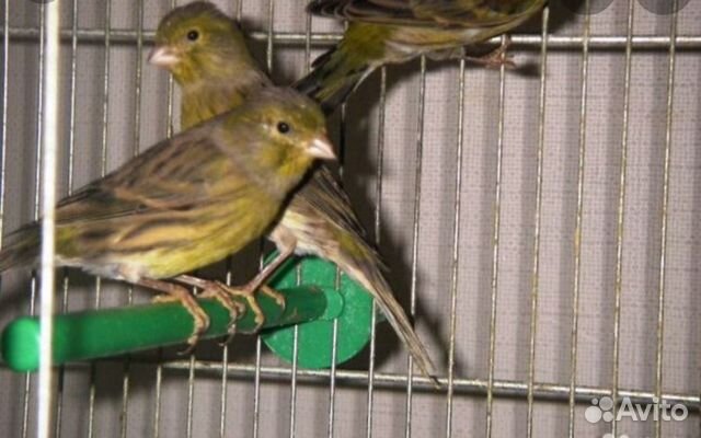 Канарейки, кенор