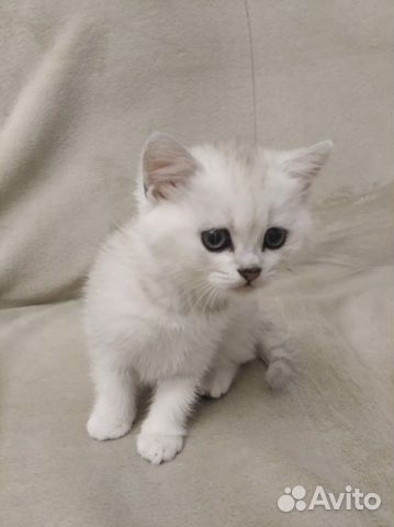 Британская