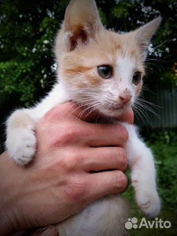 Котенок мальчик в добрые руки Котенок мальчик в добрые руки