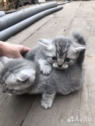 Шотландские котята