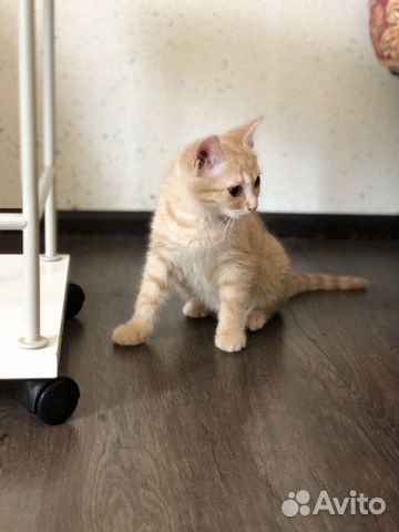 Кошка