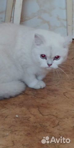 Британская кошка Британская кошка
