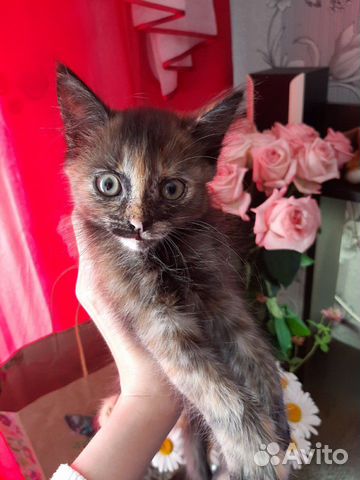 Кошка