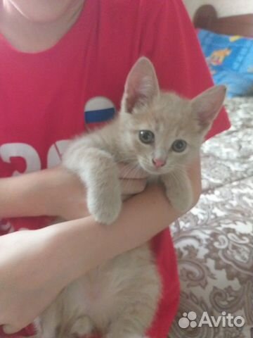 Брат и сестрёнка ищут добрых хозяев