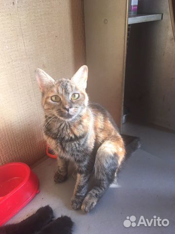 Кошка Кошка