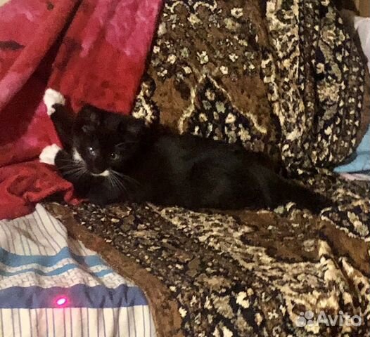 Котята в добрые руки Котята в добрые руки