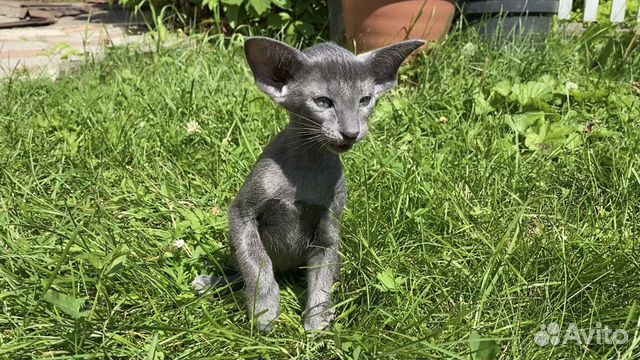 Ориентальные котята Ориентальные котята