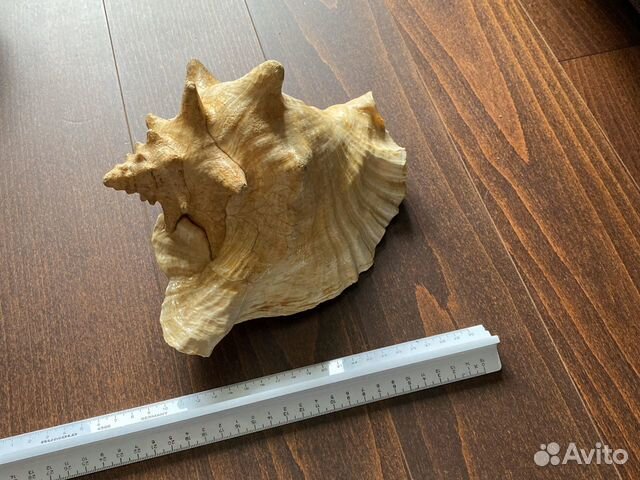 Ракушка большая