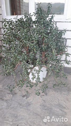 Толстянка(денежное дерево) Толстянка(денежное дерево)