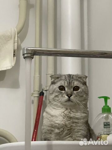 Шотландский вислоухий кот на вязку