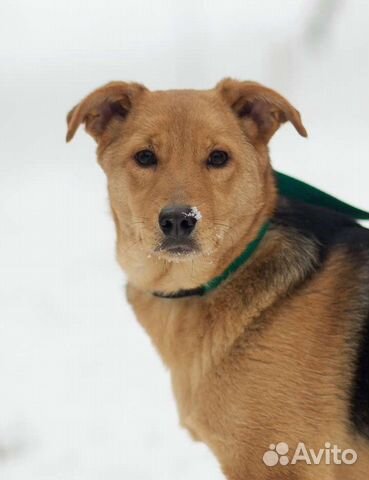 Джуля собака в добрые руки