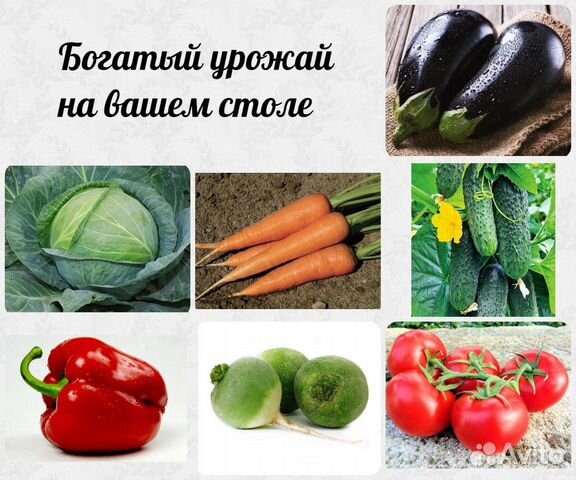 Семена овощей: тыква, томат, огурец, морковь и др