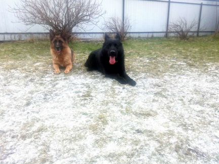 Дрессировка и гостиница для собак