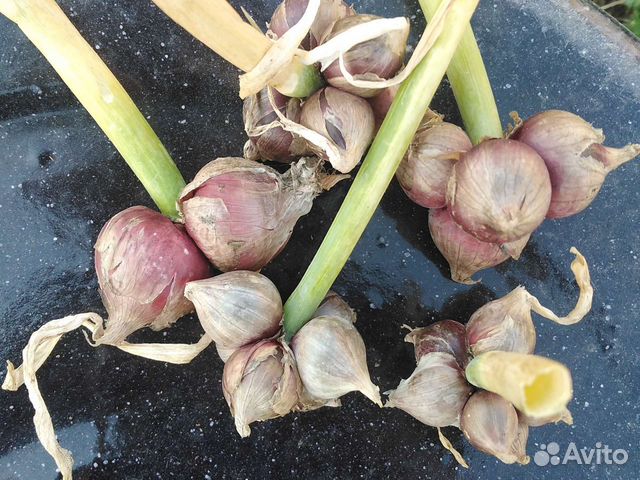 Лук многоярусный