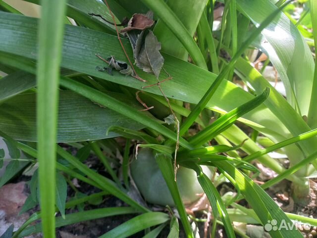 Индийский лечебный лук