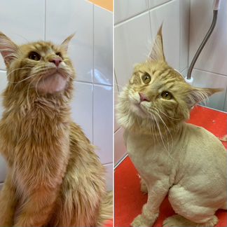 Грумер (груминг, стрижка кошек и собак)