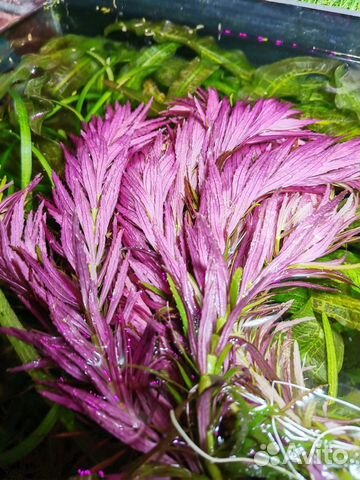 Аквариумные растения