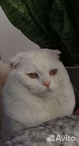 Шотландский вислоухий кот вязка