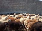Овцы ягнята и бараны объявление продам