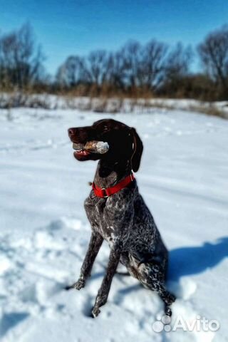 Дрессировка собак в Чебоксарах