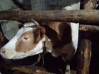 Корова дойная объявление продам