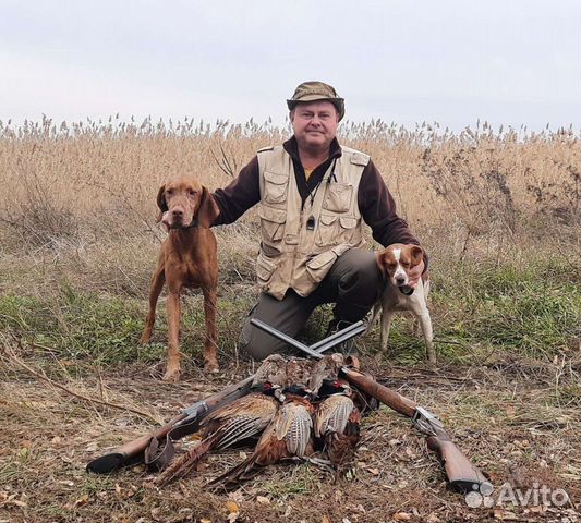 Натаска легавых собак