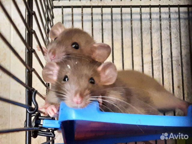 Крысята Дамбо. Крысы шоколадно-жемчужные. Питомник